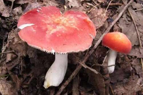 毒蘑菇大全，小编来教你如何鉴别毒蘑菇
