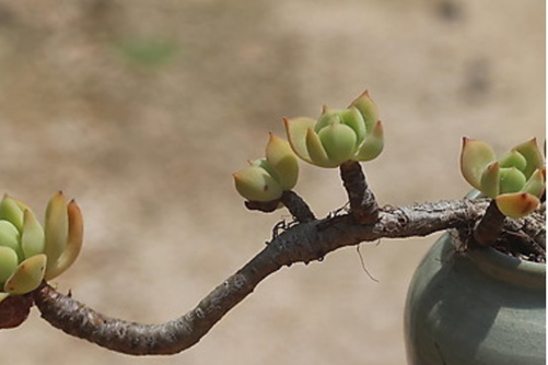 多肉植物蜜糖养殖方法，有蜜糖陪伴，生活甜如蜜
