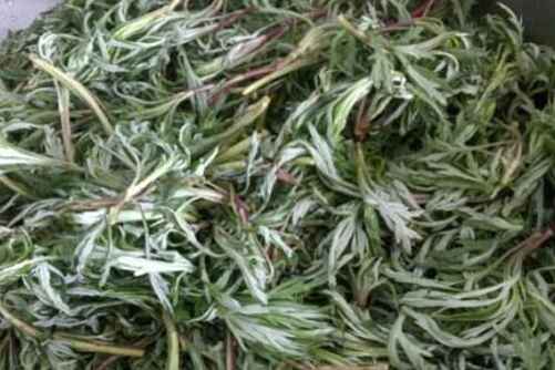 柳蒿芽的作用与功效，东北野菜柳蒿芽其貌不扬作用杠杠