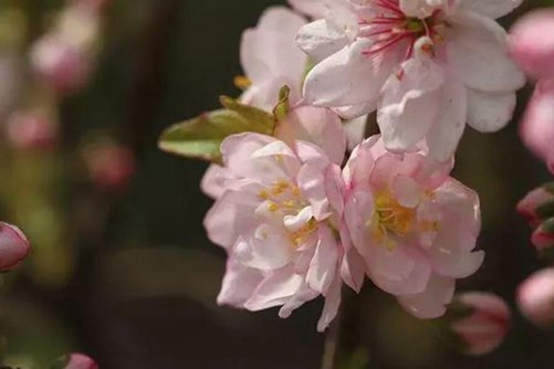郁李图片， 不尽风光洗旧尘，郁李初开点破春