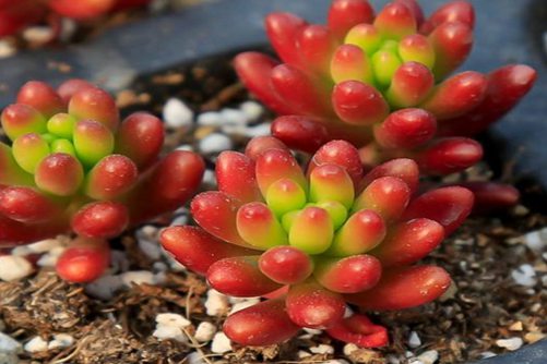 红色系多肉植物有哪些？常见24种红色系多肉图片鉴赏