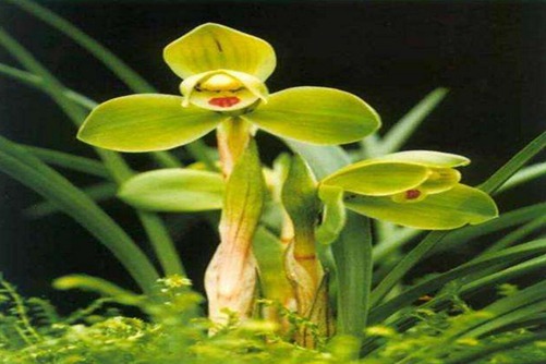 大花蕙兰和墨兰的区别 大花蕙兰和蕙兰花语介绍