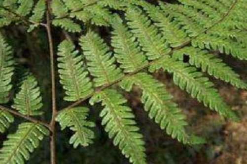 桫椤的悠久历史你了解吗？桫椤 蕨类植物之王