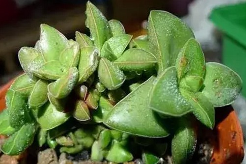 神童多肉怎么养？神童多肉植物你不可错过的多肉