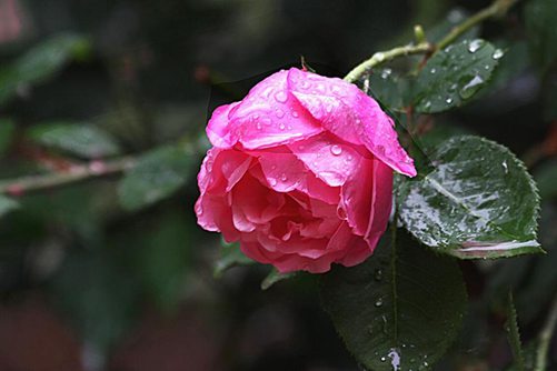 月季这样养 梅雨季后花开不断，还没病虫害