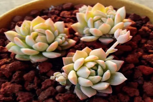 粉蔓和子持白莲的区别，观察这里就能轻松分辨