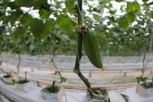 黄瓜的无土栽培技术，这样栽培黄瓜高产而且脆又甜