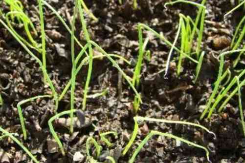 细香葱阳台种植小技巧，这样种植简单 一年都吃不完