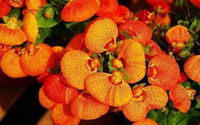 蒲包花图片 蒲包花易爆盆，种阳台似花海