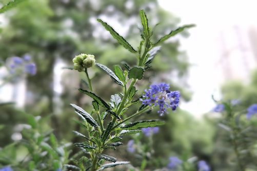 网红美洲茶被称为世上最美蓝色花，快来一睹芳容