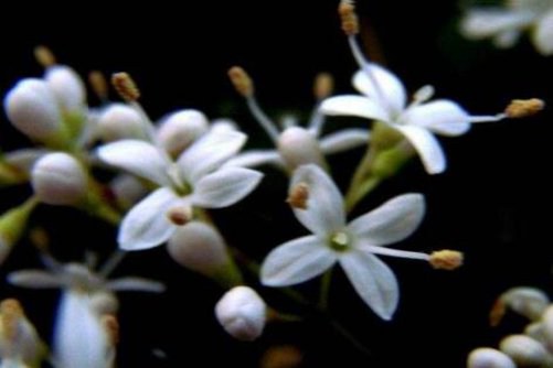山指甲图片，山指甲花如雪 花香奇