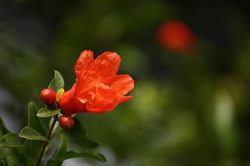 石榴这样养,花开满树,如红色的宝石镶满绿色的屏