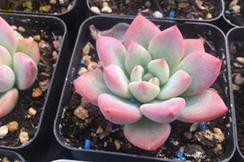 玛蒂尔达多肉怎么养？三步养出迷人的玛蒂尔达多肉