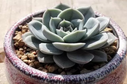 月亮仙子的养殖方法，偏偏仙子，留恋人间