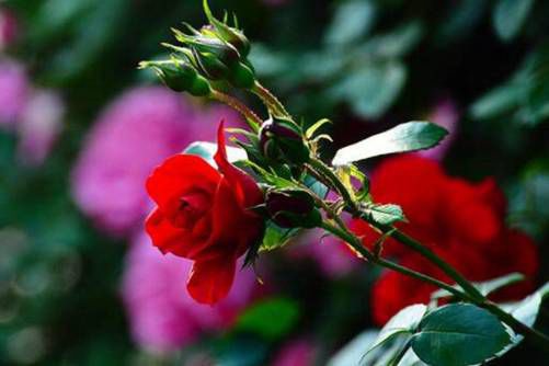 月季花图片，四时如春情满怀 月月花谢花又开