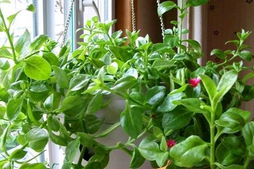 穿心莲种植方法，穿心莲这样养观赏食用两不误