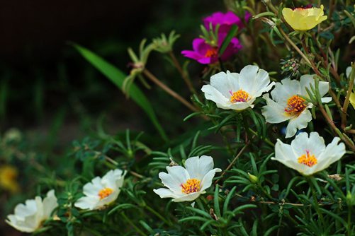 午时花的花语介绍，它还有一个美丽的传说你知道吗