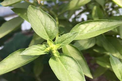 九层塔图片，九层塔开花节节高