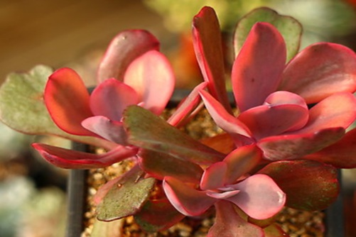多肉植物应该什么时候浇水？多肉植物浇水秘诀