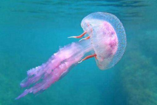 海蜇图片，层涛拥沫缀虾行 水母含秋孕地灵