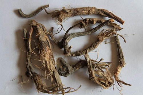 白花前胡种植技术，白花前胡图片欣赏