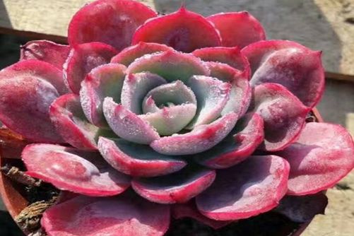 红色系多肉植物有哪些？常见24种红色系多肉图片鉴赏