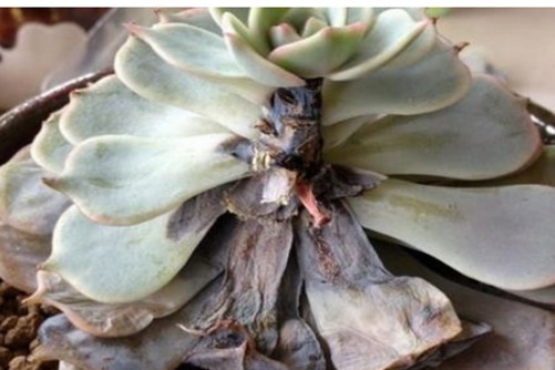 多肉植物黑腐病怎么办？用一个妙招就能轻松解决