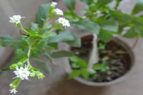 干甜菊叶多少钱一斤？干甜菊叶的副作用和禁忌