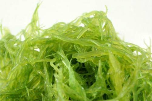 海发菜和发菜究竟有何不同？今天终于知道海发菜和发菜的区别了