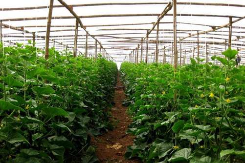 有机蔬菜标准，怎么区分无公害蔬菜、绿色蔬菜和有机蔬菜