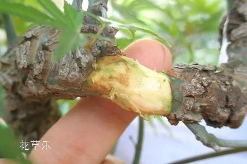 形如鸡爪,红叶如花的鸡爪槭价格贵吗？鸡爪槭图片欣赏  