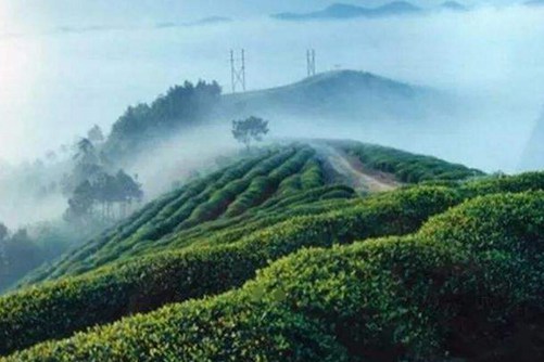 黄山毛峰是什么茶，2019年最新毛峰价格表