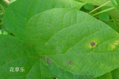 牵牛花的常见病虫害与防治方法
