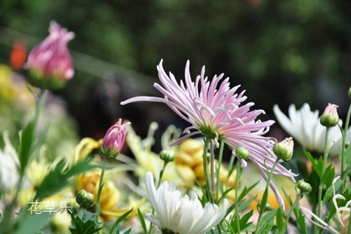 菊花花语大全，其中雏菊花语含义最完美