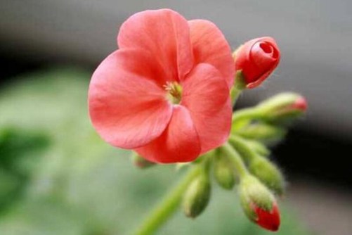 天竺葵图片，群芳典谱虽无影，本草神纲却有它