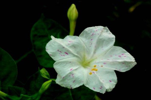夜来香图片，孤芳自赏夜来香，幽暗芬芳自高昂