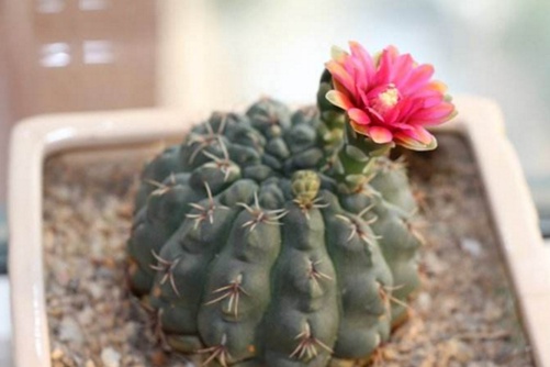 绯花玉怎么种? 4种方法让绯花玉仙人球快速出球开花