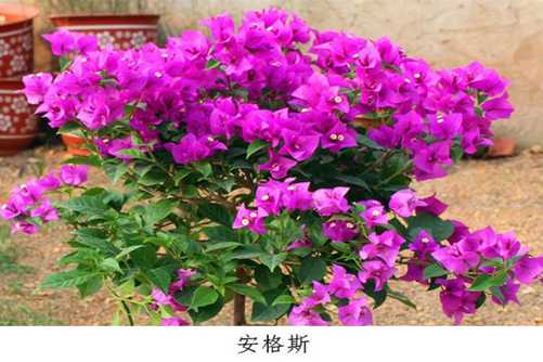 这26种三角梅，您养过或见过其中哪几种