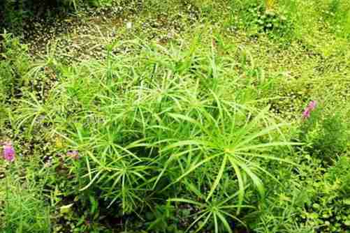 旱伞草的养殖方法和注意事项，旱伞草不光好养还可以做盆景哦