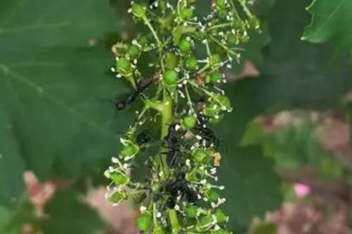 室内的蚜虫是从哪来的，教你一招杀除蚜虫