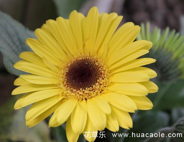 花语大全：非洲菊花语是什么？