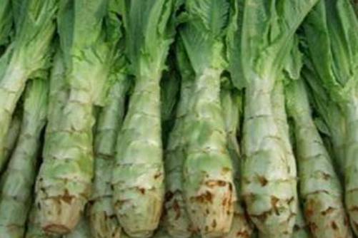 莴苣图片，菁菁何所有 莴苣独牛耳 