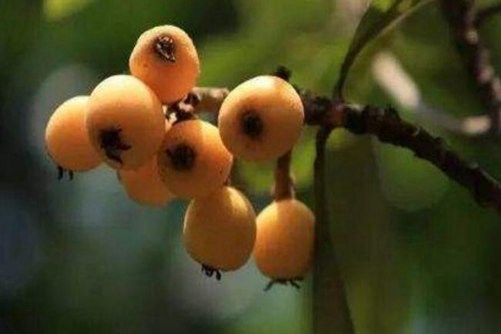 枇杷图片，细雨茸茸湿楝花 南风树树熟枇杷