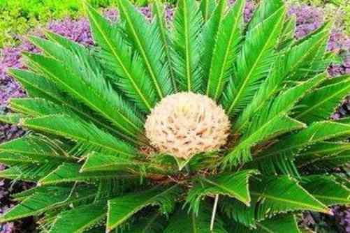 铁树开花图片，这些铁树开花的图片美极了