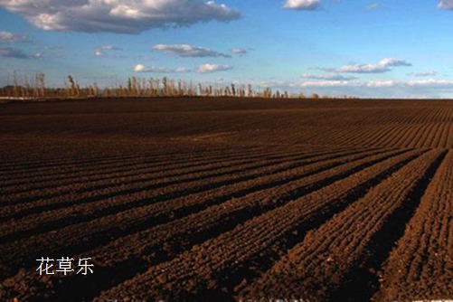 金边瑞香养殖方法和注意事项 都知牡丹美，谁知瑞香香