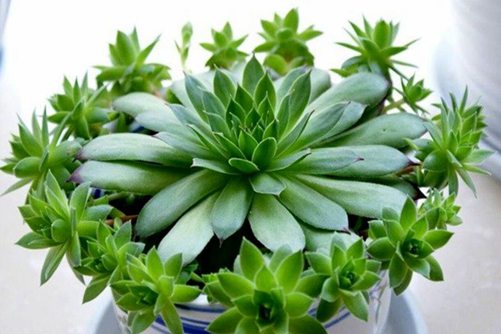 观音莲的花语介绍，养好观音莲要做好这几点