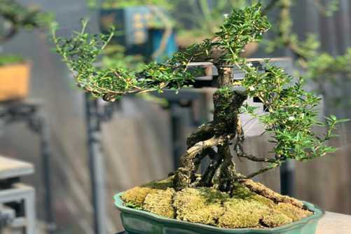 六月雪盆景不吉利是真的吗？并不是，六月雪被人误解的一种植物
