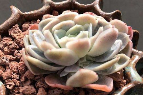 月影系的水莲多肉养殖方法，带它回家你绝对不会后悔