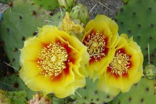 仙人掌千手观音开花吗？