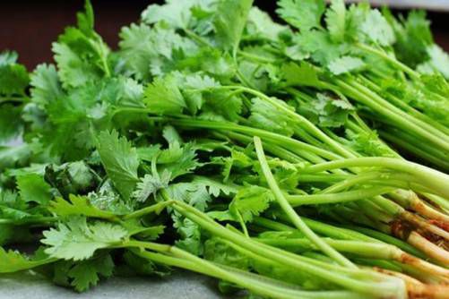 香菜图片，高清香菜图片大全